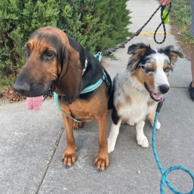 bluesky21485522's profile picture. Stay at home Dad, Day trader, dog lover.