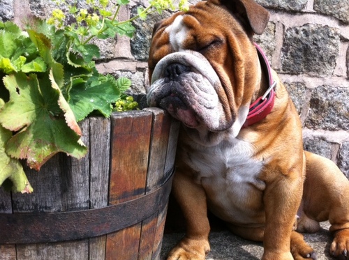 Stanley is the British Bulldog who watches over the staff at Mitchells Autocentre, a garage and MOT station in Mossley, keeping you updated day to day
