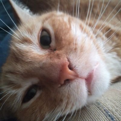 I am a gay NAVY vet. I love GOD, the Denver Broncos, the Arizona Cardinals and Wildcats, Mexican food and my cats, Oreo and Lily. I am engaged to Michelle.