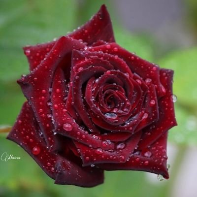 Nethra_Mahadev's profile picture. 
