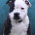 Staffy-bull-terrier (@staffybtuk) Twitter profile photo
