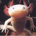 Human - @GingerHilliard - Twitter