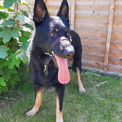 My name is Rebel and I served with Dorset Police for a year before being retired.