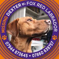 #GetDexterHome - HP9, Bucks(@getdexterhome) 's Twitter Profile Photo