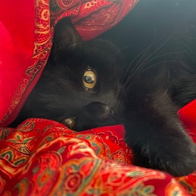 SourMicrowave's profile picture. I like cats and tea