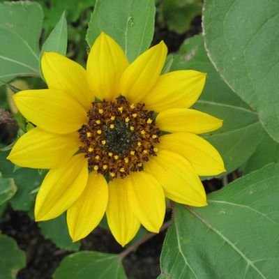 JillieStanley's profile picture. 