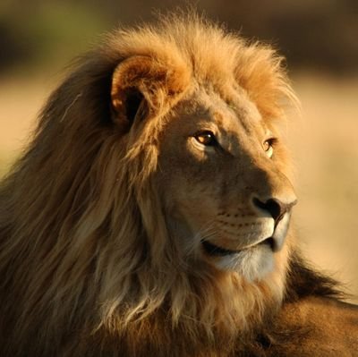 Albertobrasilp's profile picture. 