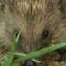 The IT Hedgehog (@The_IT_Hedgehog) Twitter profile photo