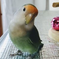 シーちゃん (@tukiyomiponta) 's Twitter Profile