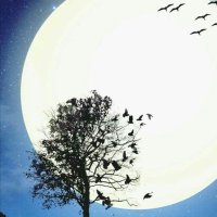 ابوفارس (@albdrany051) 's Twitter Profile