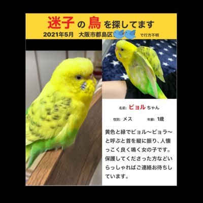 Uzivatel Mohica Na Twitteru 迷子のセキセイインコを探しています 21 5 23マンション6階からスーパーマルハチの方角へ飛んで行ってしまいました よく鳴く人懐っこい甘えたな子です 見つけたらご連絡ください 名前はビョルです 都島区 迷子鳥 Uzivatel Mohica Na Twitteru 迷子のセキセイインコを探しています 21 5 23マンション6階からスーパーマルハチの方角へ飛んで行ってしまいました よく鳴く人懐っこい甘えたな子です 見つけたらご連絡ください 名前はビョルです 都島区 迷子鳥