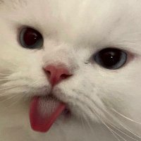 Rahul Vigneswaran (@somethingmyname) 's Twitter Profile