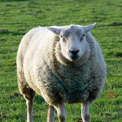 I discovered my love of sheep and am on Twitter to meet sheep!