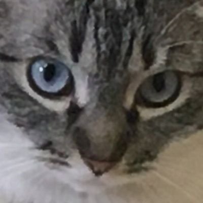 kittyfartfart's profile picture. retweets of sjw stuff, cats, hot trans ppl, lil uzi, anime bullshit, vocaloid bullshit, nerdy art, and makeup