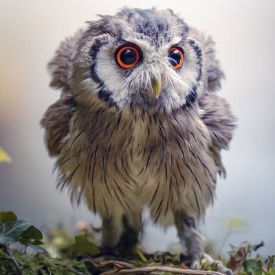 kripte7's profile picture. Обычный человек