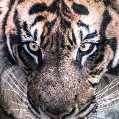 阪神ファンです🐯🐯🐯無言フォロー失礼致します ツイート少なめかもしれませんがよろしくお願いします🙇‍♂️#1森下翔太#3大山悠輔#5近本光司#38小幡竜平#58前川右京#129高橋遥人