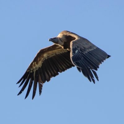 Ornitólogo por pura pasión, amante de la naturaleza en todas sus vertientes, soñador, enamorado de la familia y un apasionado de la esencia del fútbol.