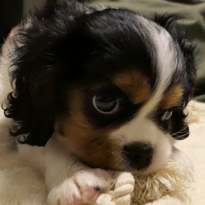 経理(公認会計士) / 愛犬キャバリア5歳🌈 / 副業許可を得て経理実務同人誌執筆(Amazonのアソシエイトとしてblancoは適格販売により収入を得ています) / twitter平和的利用のため ①意見が違っても失礼な絡みをしない ②失礼な絡み方をされたら対話しない / note記事はほとんど無料たまに有料です