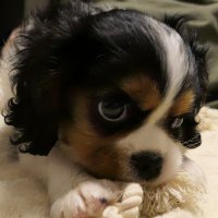 blanco@シン・内部統制PJ (@amor_tizacion) 's Twitter Profile Photo blanco@シン・内部統制PJ (@amor_tizacion) 's Twitter Profile Photo