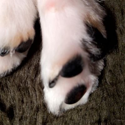 D6OSMpKIQtksj0p's profile picture. ブラックタンのチワワオスと暮らしております。右足手術してジャンプできるようになりました。ビビリですがお散歩大好きワンコ。姉と住んでるフレブルも可愛いくてアップしてます。
初めてなので失礼ありましたら申し訳ありません。コッソリ教えていただけますと助かります。そして無言フォロー失礼します。