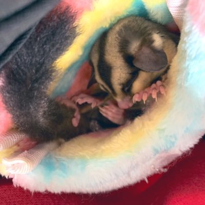 Kobito0421's profile picture. Saucy Dog/優里大好き