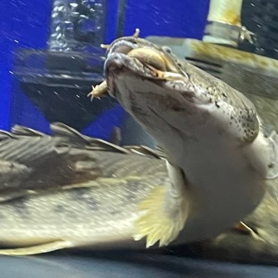 大型魚が大好きです。
魚が大きくなるにつれ水槽がサイズアップ→もっと魚はいるんじゃね?→水槽サイズアップもう部屋に入らない→水槽小屋→水槽の高さが気になりだし…←イマココ