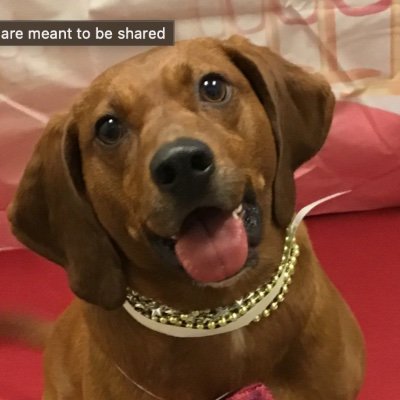 #BLM. Software Engineer focusing on ETL for data science, humanitarian thinker, sci fi affiicionado, politics news junkie, cyclist, dog loving human. NO DMs.