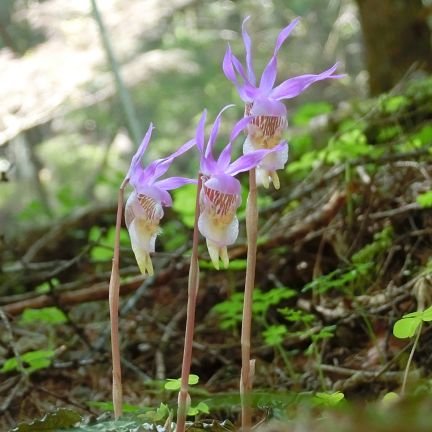 ハイキングや、植物の観察、写真撮影が趣味です。無言フォロー失礼します!