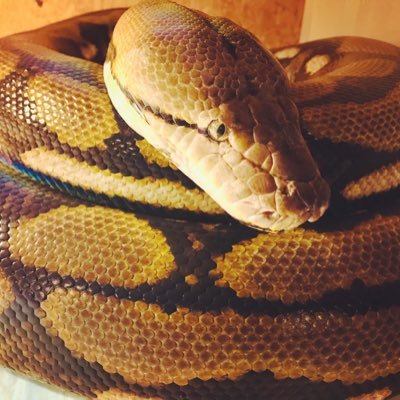 yanagi_'s profile picture. 