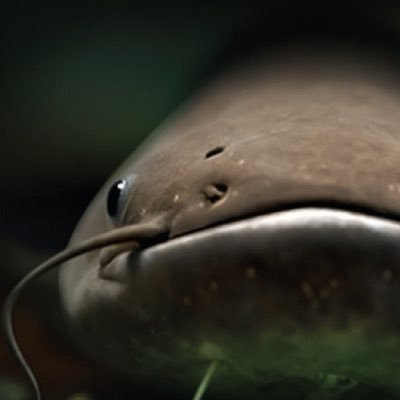 紅尾鯰魚さんのプロフィール画像