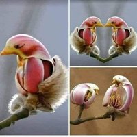 Fatihinfedaisi 🇹🇷 (@fatihinfedaisiv) Twitter profile photo