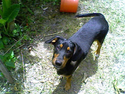 Soy un Perro Jugador de Futbol Socker, tengo dos años soy jugueton y  me gusta mordisquear la ropa y lo q se presente...