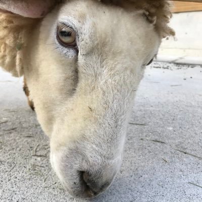 free_on_free's profile picture. じゆうきままにおもうがままに 勢いでごまかして生きていくスタイル 音楽動物スポーツお風呂。 @free_on_photo ←ひつじさんのしゃしんかん   🐏 #合言葉はガチ恋物販お願いします