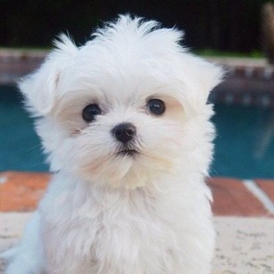 dogsfunnyonline's profile picture. 