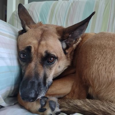 GacekPaul's profile picture. New Jersey FF/EMT 🚒 🚑
The #1 Dog Dad 
#NJDevils #NATITUDE