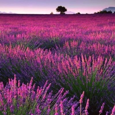 LavandeMarianne's profile picture. On est pas sorti du sable...
💐🍀  🎨🖼       🐿🦔 🐈  🐝🍯 🌳🌲      🎼🎻🎷 📚   🏹🎯     😂