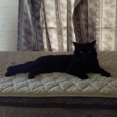 天瀬様の下僕
(旧垢、黒猫の騎士)
天瀬様リツイート以外の政治的リツイート多い方は外します! 体感霊感宗教お断り!!!
(水着、薄着のイモ娘様方フォローしないで下さい。どうせブロックしますから)