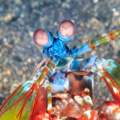 Jay 🍤🥊 On hiatus💙さんのプロフィール画像