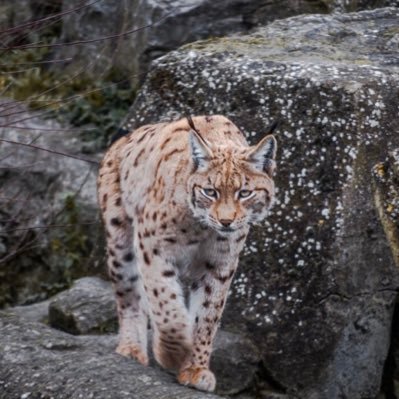 that_keedanu's profile picture. indian #antifascist #wayfarer #seriesenthusiast #enamoradodelespañol : and that 1% keedanu that survives # lots of RT