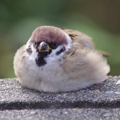 すずめさんのプロフィール画像