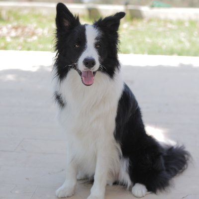 We are passionate about Border Collies!