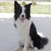 Border Collie UK (@BorderCollieUK) Twitter profile photo