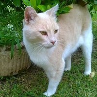 NOalNeoliberalismo (@pochodelobos) 's Twitter Profile