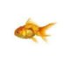 it's a fish (@realfishirl) Twitter profile photo it's a fish (@realfishirl) Twitter profile photo