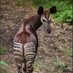 okapi™ (@ilciccio67) Twitter profile photo okapi™ (@ilciccio67) Twitter profile photo