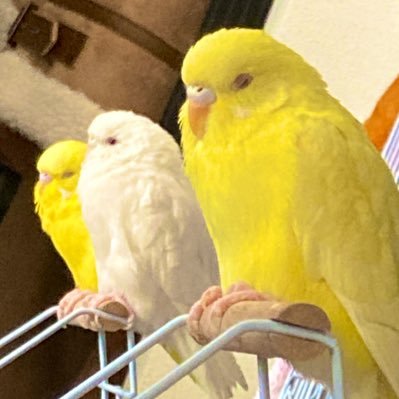 popuchu_2912's profile picture. ぽん♂(2019.02.05〜) ぴゅあ♀ (2019.09.10〜)  ちゅぷ♀(2020.12.19〜)