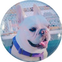さくらこ (@sakura_chizumap) 's Twitter Profile