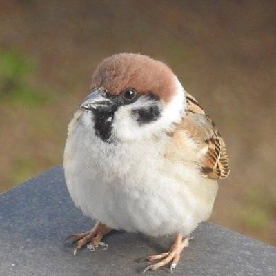 クッキーたべたいさんのプロフィール画像
