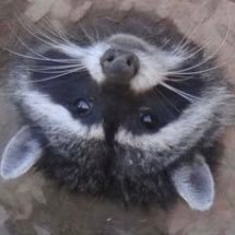 るどるふさんのプロフィール画像