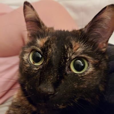 YouDont47161400's profile picture. I like cats ¯\_(ツ)_/¯
22!!
MINORS DO NOT INTERACT!!!!!